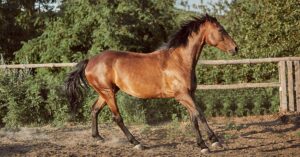 Caballo Lusitano y Español: Diferencias entre estas razas de caballo de origen portugués y pura sangre Caballo Lusitano y Español: Diferencias entre estas razas de caballo de origen portugués y pura sangre