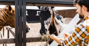 Cómo alimentar caballos de forma correcta Cómo alimentar caballos de forma correcta