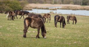 Razas de ponis Razas de ponis
