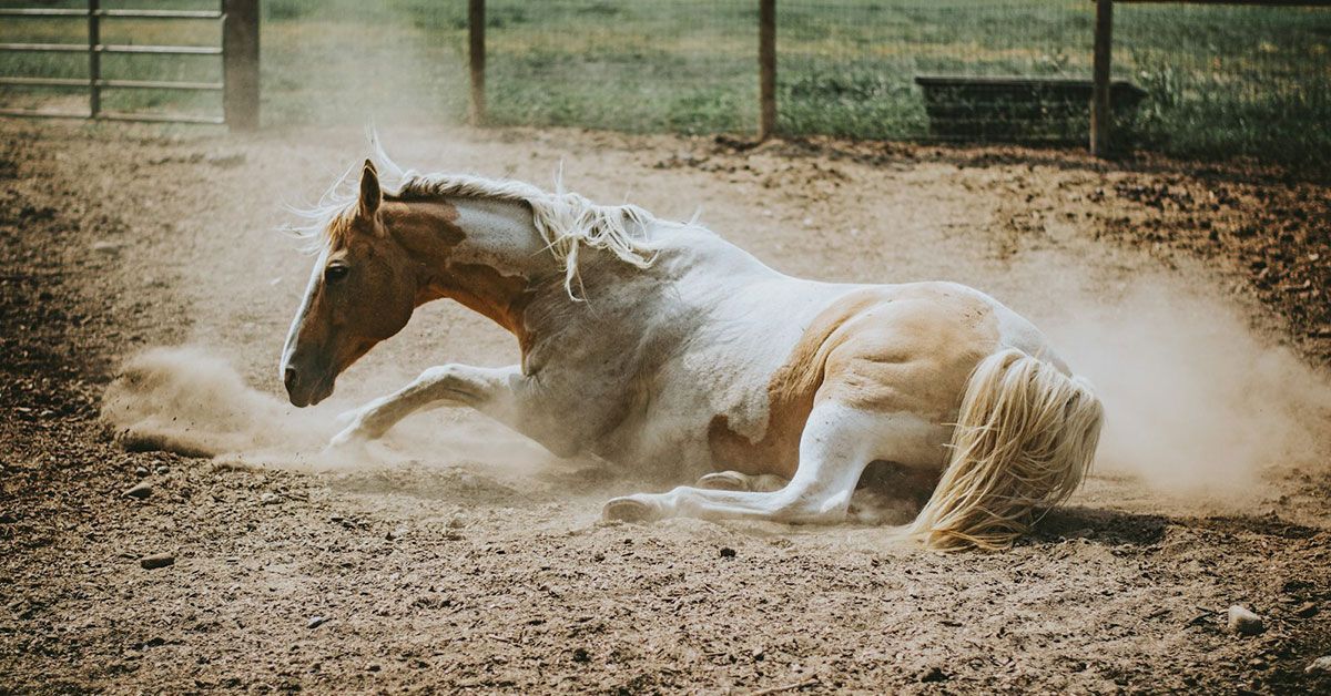 Início omo tratar feridas nos cavalos guia completo para a cicatrizacao - Início