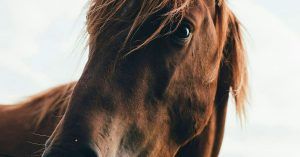 Os melhores suplementos para cavalos: vitaminas e minerais para a saúde e o bem-estar equino Os melhores suplementos para cavalos: vitaminas e minerais para a saúde e o bem-estar equino