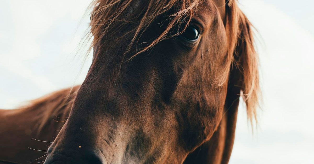 Início os melhores suplementos para cavalos vitaminas e minerais para a saude e o bem estar equino - Início