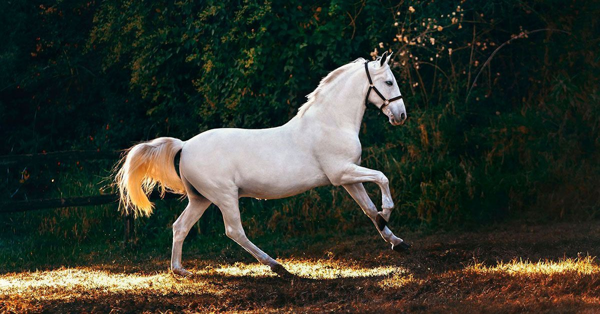 Início que racas de cavalos se adaptam melhor a principiantes na equitacao - Início